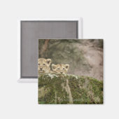 Lion Cubs Peeking Over Rock Magneet (Voorkant / Achterkant)