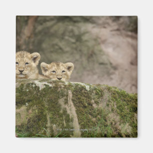 Lion Cubs Peeking Over Rock Magneet