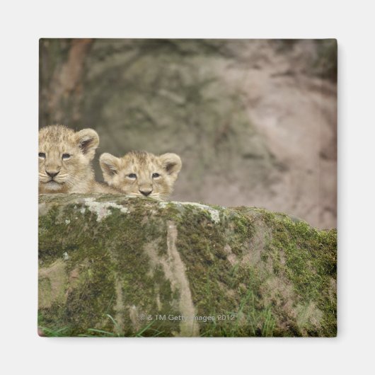 Lion Cubs Peeking Over Rock Magneet (Voorkant)