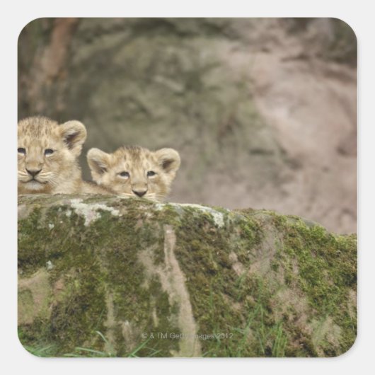 Lion Cubs Peeking Over Rock Vierkante Sticker (Voorkant)