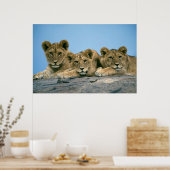 Lion Cubs Poster (Keuken)