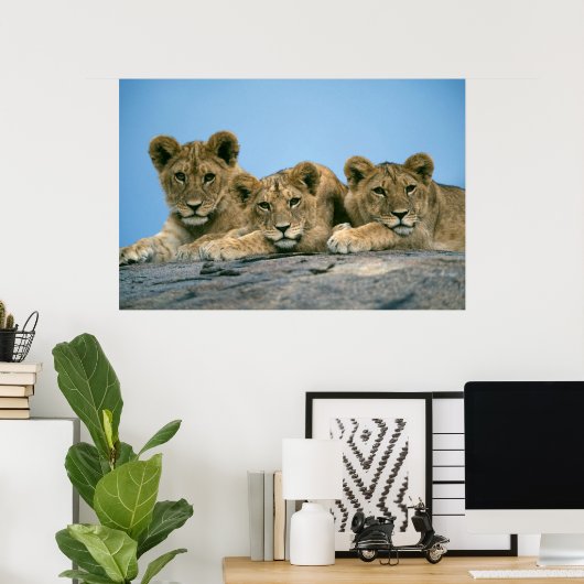 Lion Cubs Poster (Thuiskantoor)