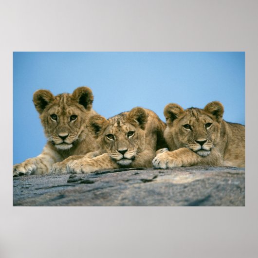 Lion Cubs Poster (Voorkant)
