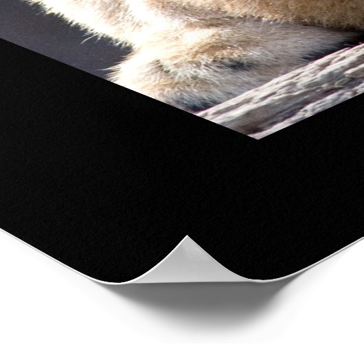 Lion Cubs Poster (Hoek)