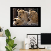 Lion Cubs Poster (Thuiskantoor)