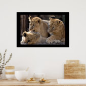 Lion Cubs Poster (Keuken)