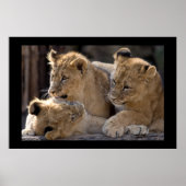 Lion Cubs Poster (Voorkant)