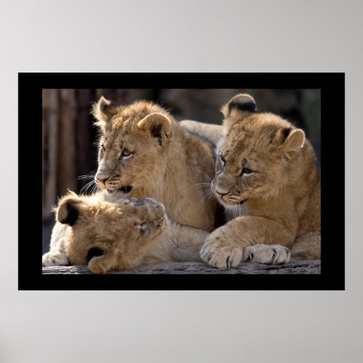 Lion Cubs Poster (Voorkant)