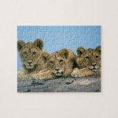 Lion Cubs Puzzle Legpuzzel (Horizontaal)
