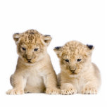 Lion Cubs Sleutelhanger Fotobeeldje Sleutelhanger<br><div class="desc">Foto van Eric Isselee,  ik heb toestemming om te gebruiken. Gemaakt van acryl met metalen ring. De uiteindelijke grootte van de sleutelhanger is afhankelijk van de uitkapgrootte van uw afbeelding.</div>