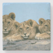 Lion Cubs Stone Onderzetter (Voorkant)