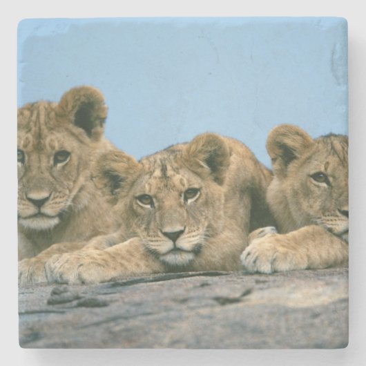 Lion Cubs Stone Onderzetter (Voorkant)