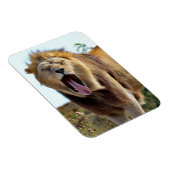 Lion die uit zijn tong steekt magneet (Rechterzijde)