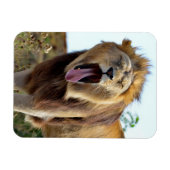 Lion die uit zijn tong steekt magneet (Horizontaal)