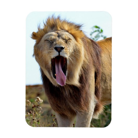 Lion die uit zijn tong steekt magneet (Verticaal)