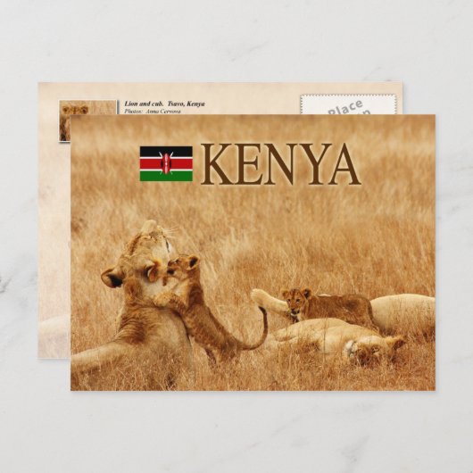 Lion en cub, Tsavo, Kenia Briefkaart (Voorkant / Achterkant)