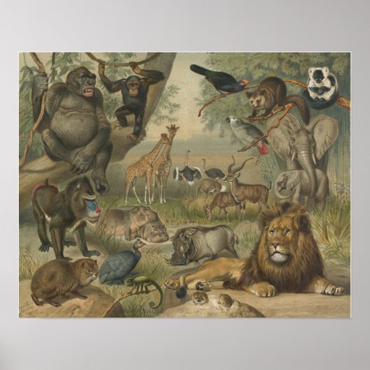 Lion- en dierenvrienden in Afrika Poster