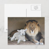 Lion en Lamb Briefkaart (Voorkant / Achterkant)
