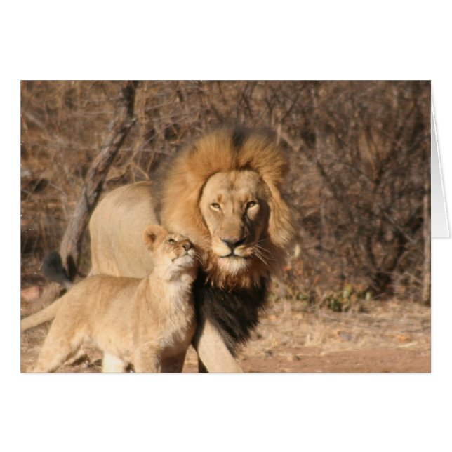 Lion en Lion Cub-kaart (Voorkant Horizontaal)