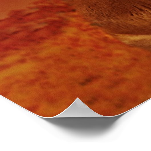 Lion en Lioness 24 x 24 inch, waardevol Poster pap (Hoek)