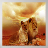 Lion en Lioness 24 x 24 inch, waardevol Poster pap (Voorkant)