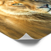 Lion en Lioness-African Royalty Art Poster/Princip Poster (Hoek)