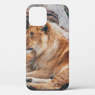 LION EN LIONESS DIE OP HET BROEIENDE OPPERVLAK LIG Case-Mate iPhone CASE