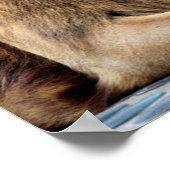 Lion en Lioness Pair Poster (Hoek)