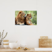 Lion en Lioness Pair Poster (Keuken)