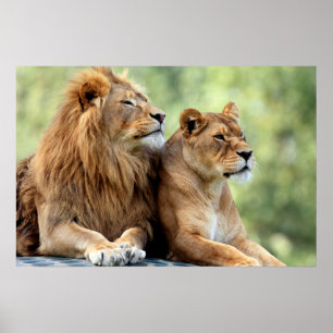 Lion en Lioness Pair Poster