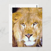 Lion Eyes Briefkaart (Voorkant / Achterkant)