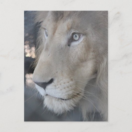 Lion Face Briefkaart (Voorkant)