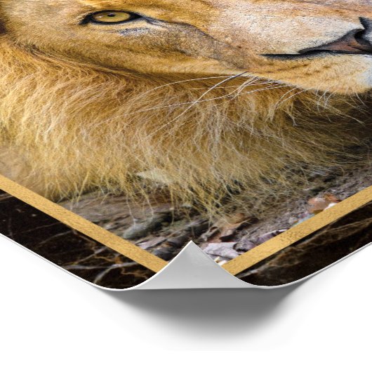 Lion Face Closeup Bright Photo Afbeelding Print Po (Hoek)