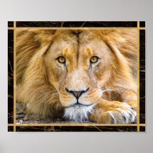 Lion Face Closeup Bright Photo Afbeelding Print Po
