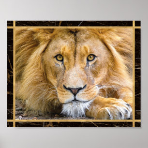 Lion Face Closeup Bright Photo Afbeelding Print Po