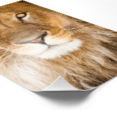 Lion Face Closeup Foto Afdruk (Hoek)