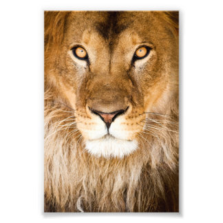 Lion Face Closeup Foto Afdruk