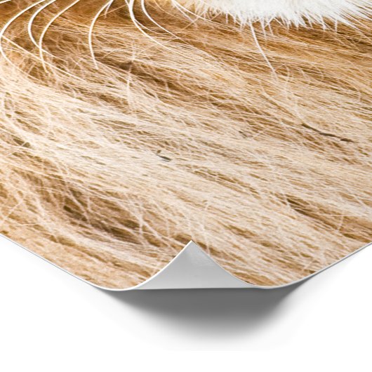 Lion Face Closeup Poster (Hoek)