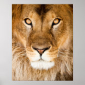 Lion Face Closeup Poster (Voorkant)