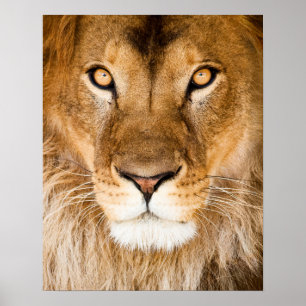 Lion Face Closeup Poster