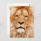 Lion Face Foto Briefkaart (Voorkant / Achterkant)