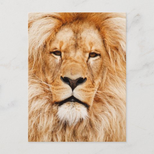Lion Face Foto Briefkaart (Voorkant)