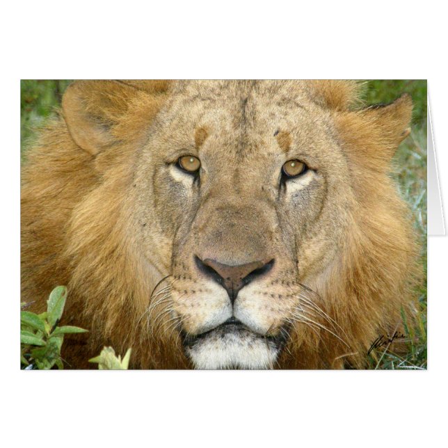 Lion Face (meer van Nakuru, Kenia) (Voorkant Horizontaal)
