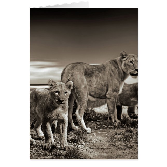 Lion Family (Voorkant)