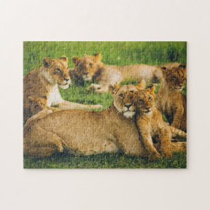 Lion Family Moeder Cubs Baby Lions Oerwoud Savanna Legpuzzel