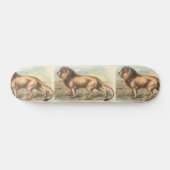 Lion, Felis leo Skateboard (Horizontaal)