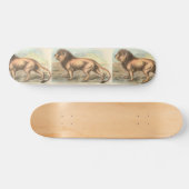 Lion, Felis leo Skateboard (Horizontaal)