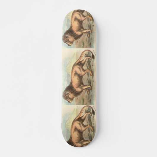 Lion, Felis leo Skateboard (Voorkant)