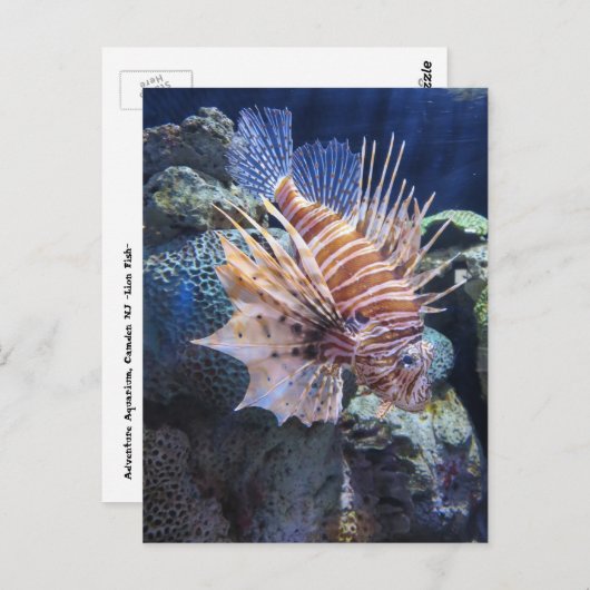 Lion Fish, Adventure Aquarium Briefkaart (Voorkant / Achterkant)