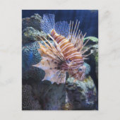 Lion Fish, Adventure Aquarium Briefkaart (Voorkant)